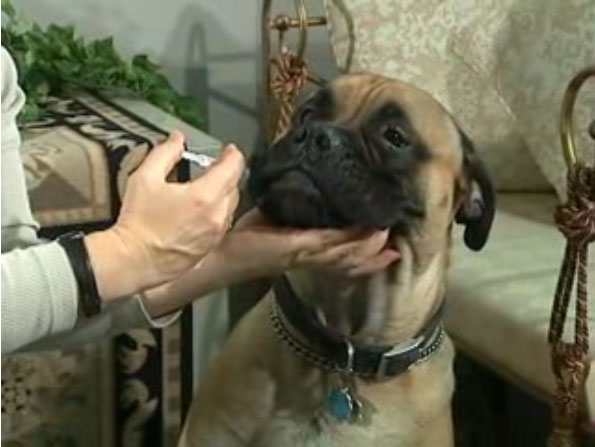 feeding medicine to dog