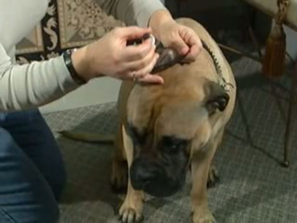 putting drops of medicine into dog ear