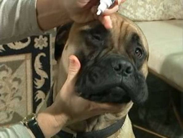 putting eye drops into dog eye