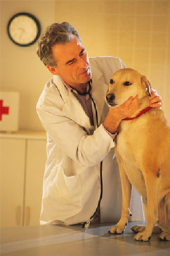 doctor is checking up on dog patient