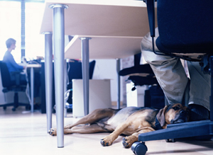 dog laying under office desk