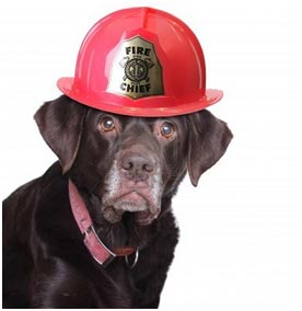 dog wearing a red fire chief hat