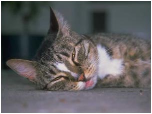 cat laying on the floor