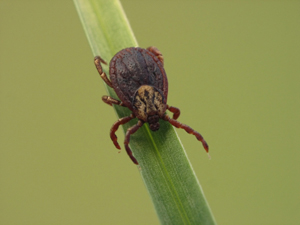 tick on a piece of grass leave