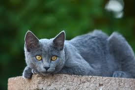 gray cat hovering on edge of wall