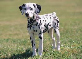 daisy the dalmatian