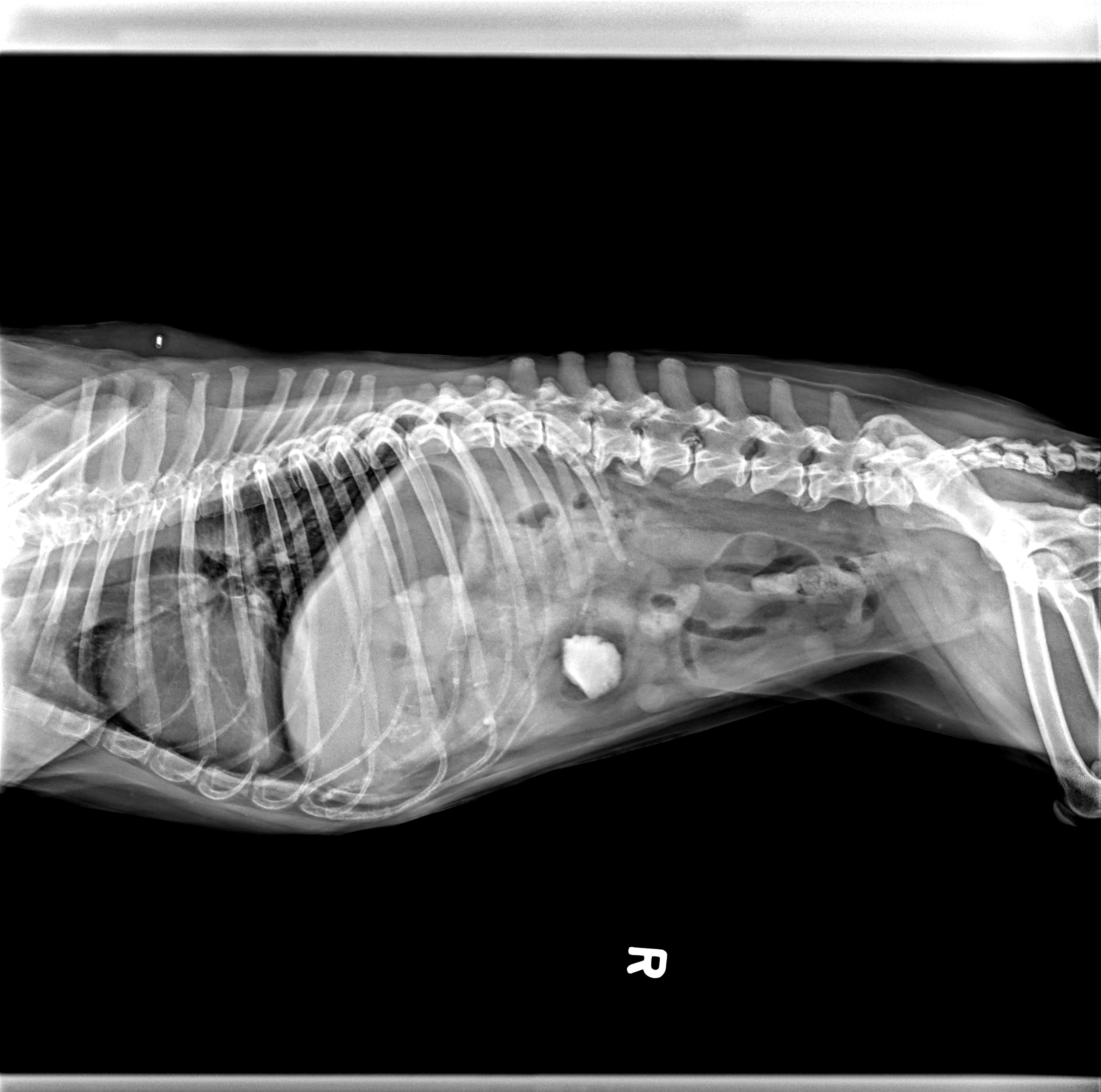 can a dog have an x ray without anaesthetic